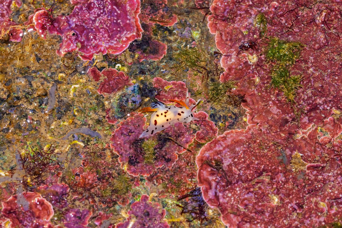 A speckled sea slug from the genus <em>Trapania</em> forages amid vivid pink algae.
