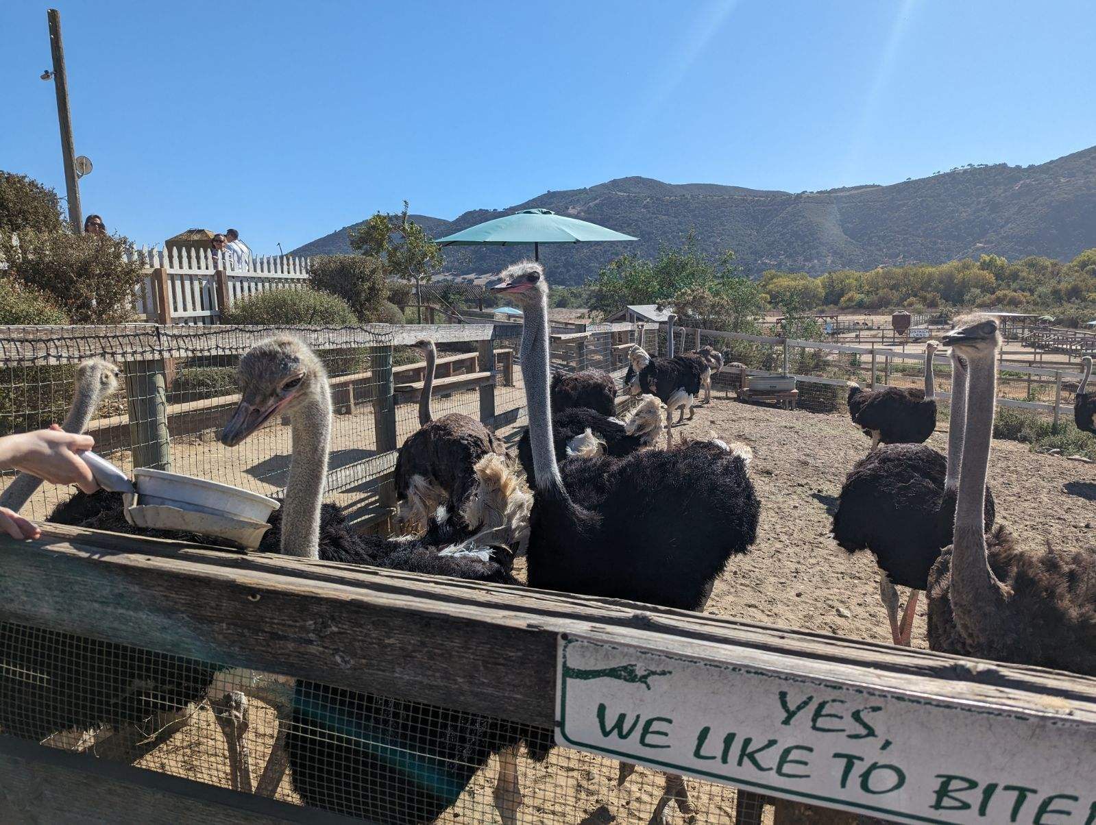 "Yes, we like to bite," reads a sign at Ostrichland USA.