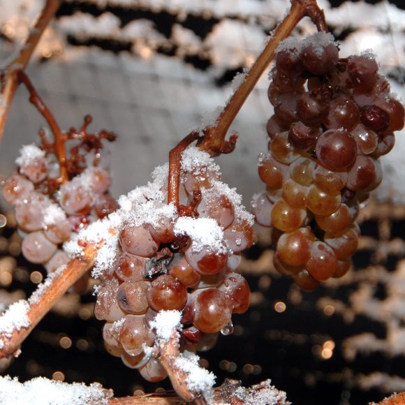 Once grapes freeze on the vine, there's only a narrow window of time to press them.