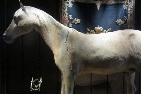 Objects of Intrigue: Napoleon's Last Horse