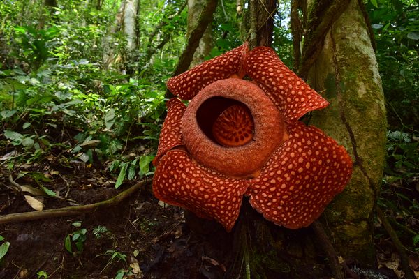 Rafflesia