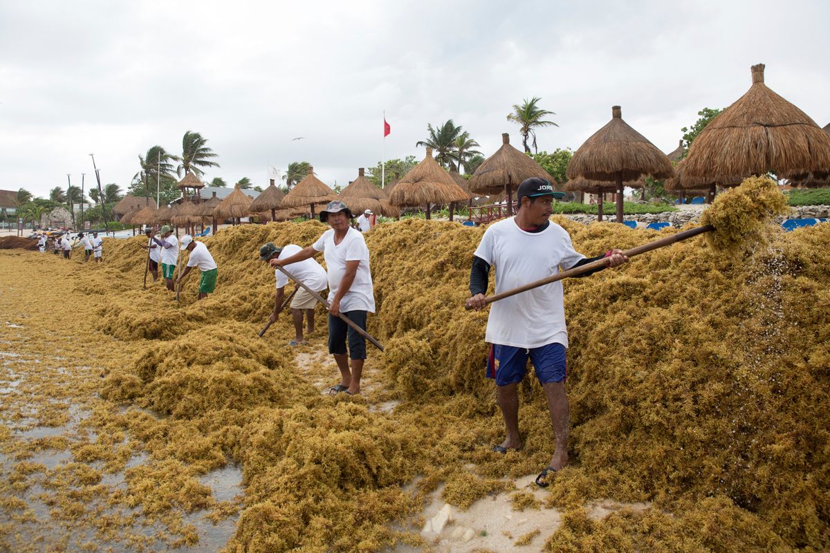 Workers remove heaps of sargassum near Tulum, Mexico, in August 2018. Scientists believe that the massive seaweed blooms of the last decade are likely the result of a combination of factors, including climate change, deforestation, and runoff from excess agricultural chemicals.