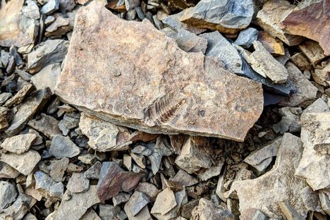 Montour Preserve Fossil Pit