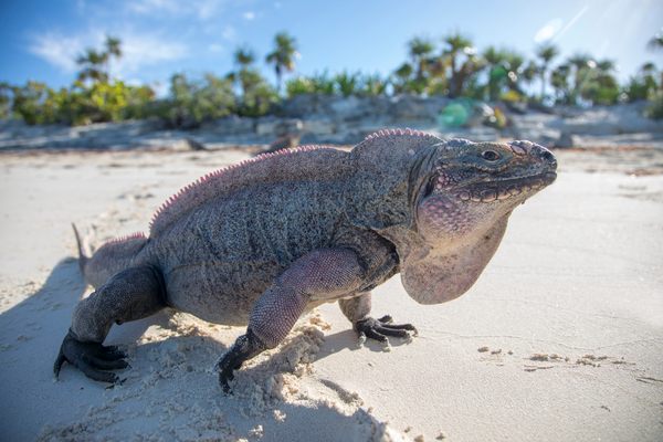 An Allen Cay iguana strolling along the beach.