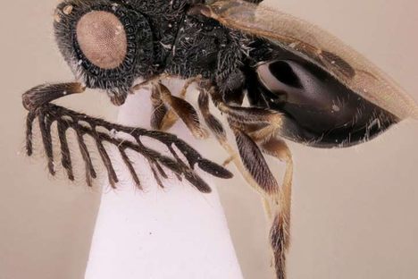 Dendrocerus scutellaris hails from Costa Rica.