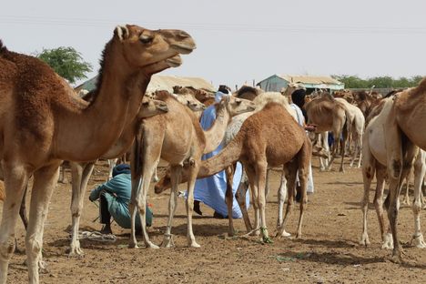 Camel Market
