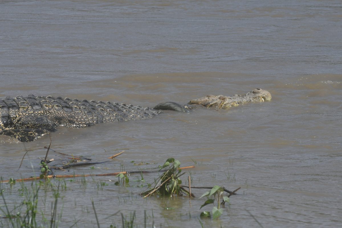 The tire could impede the croc's ability to be stealthy.