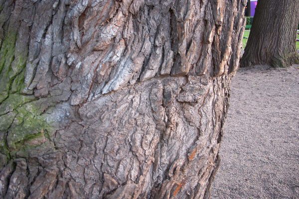 Marks from a chainsaw are still visible 40 years after the event.