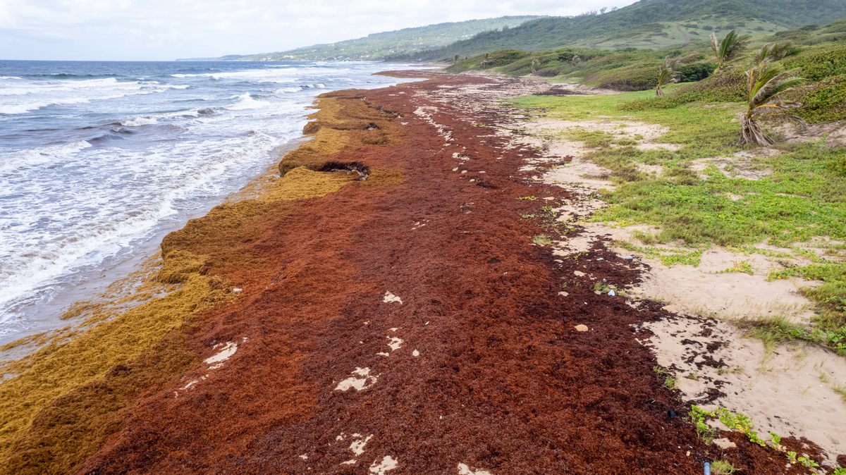 5 fotos impressionantes de sargaço, as algas marinhas flutuantes Mega