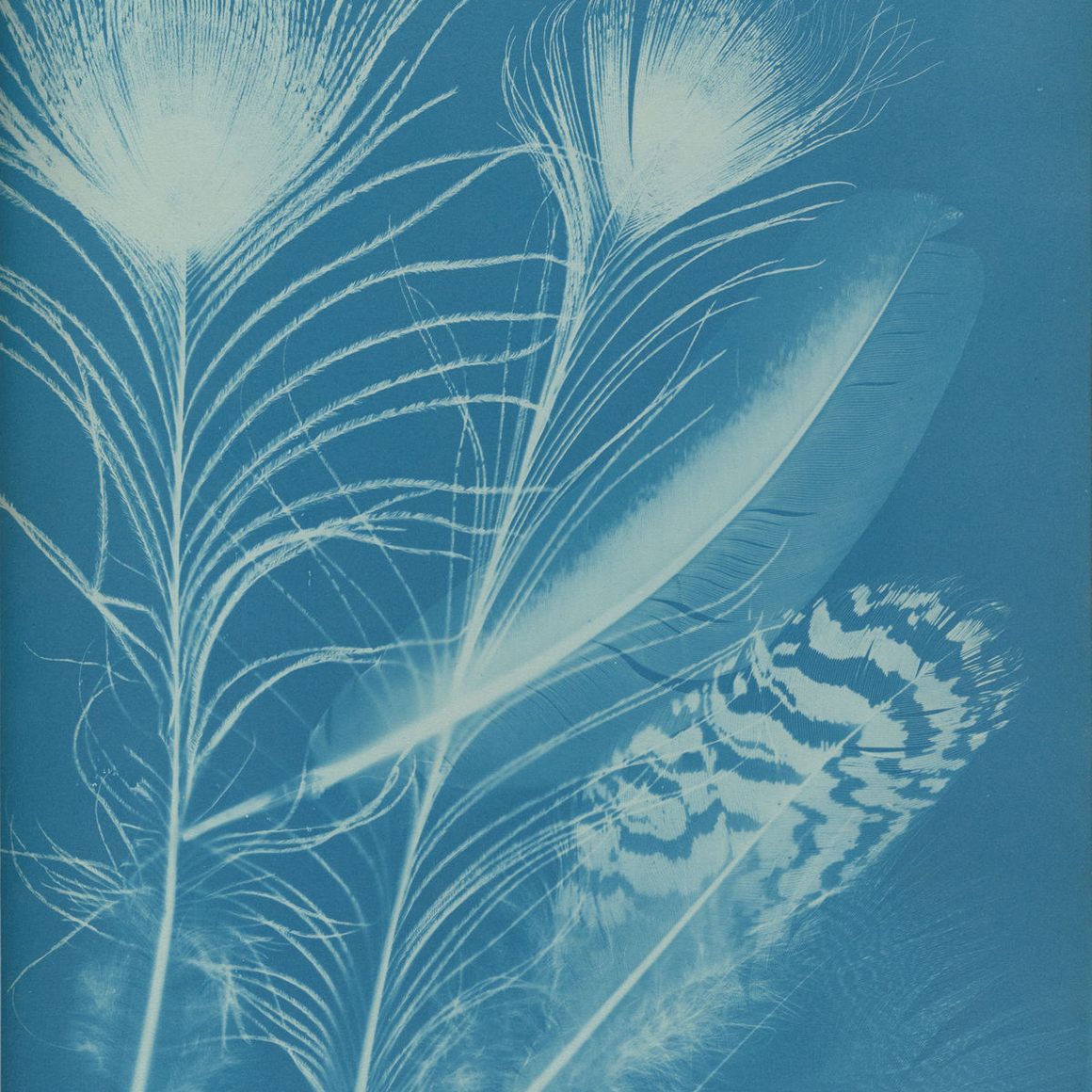 Anna Atkins and Anne Dixon, Peacock, 1861