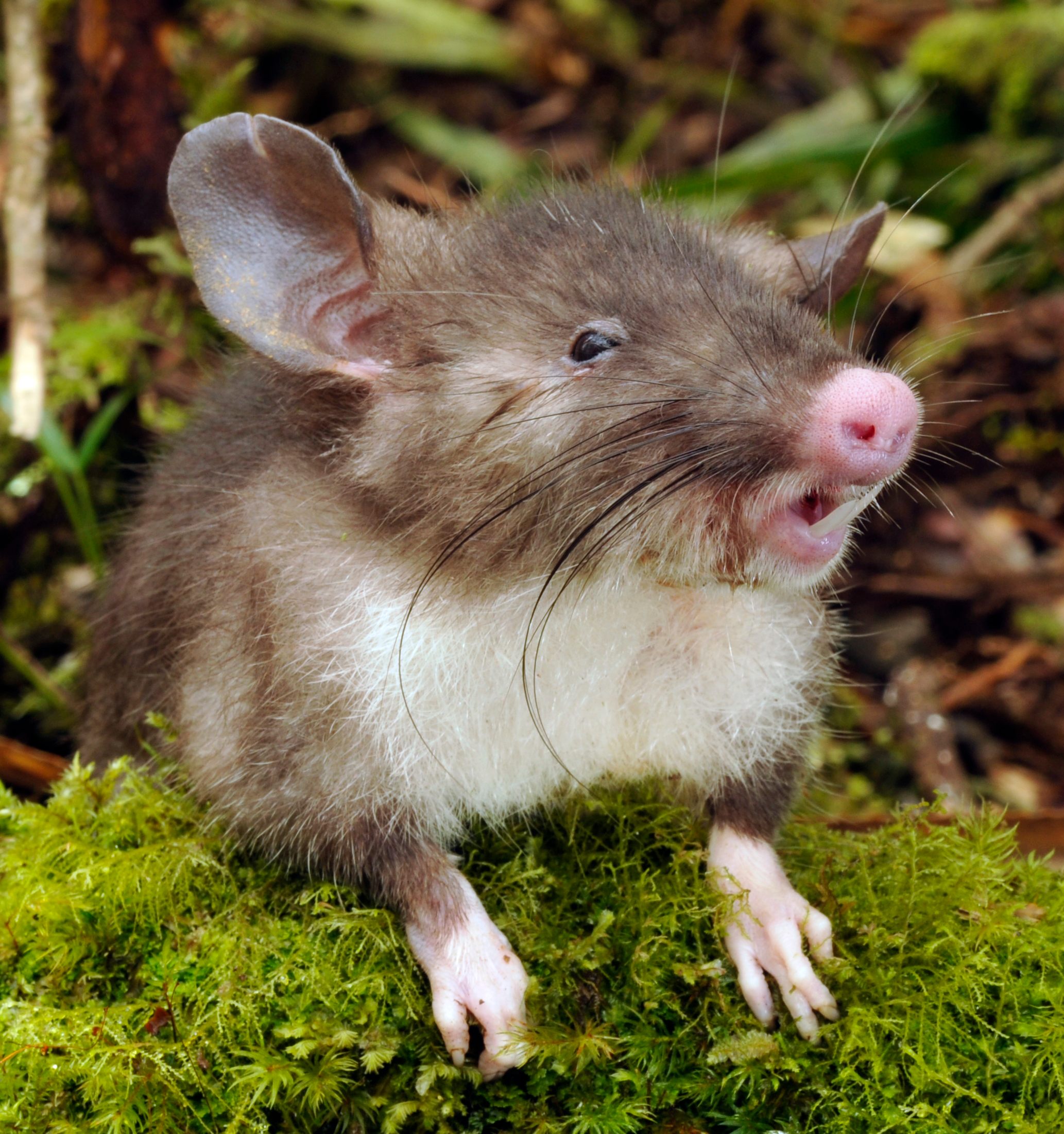 Какие типы мышей. Hyorhinomys stuempkei. Мышь землеройка. Землеройковые крысы. Крыса землеройка.