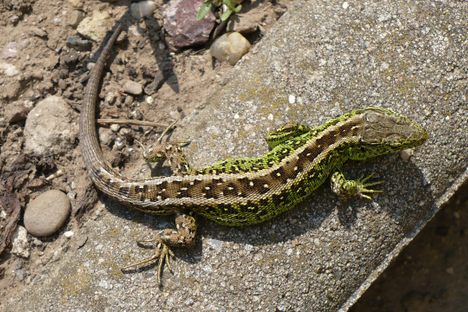 A sand lizard, ready to fight development.