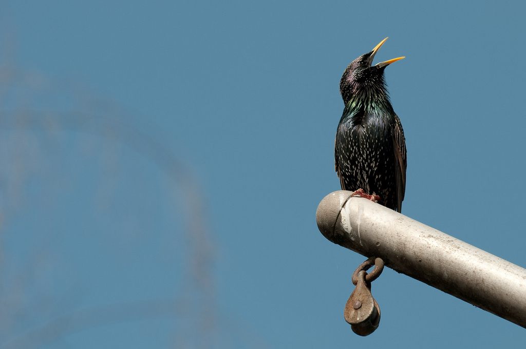 A bird shows off his mysterious linguistic chops.