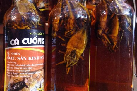 Cà Cuống Essence