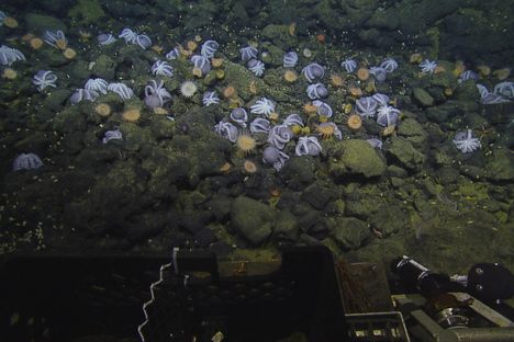 So many cephalopods.