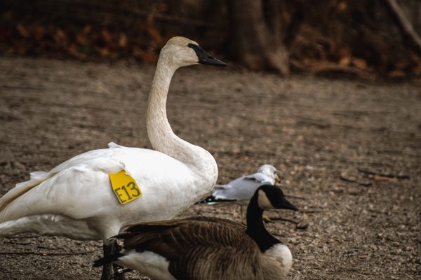 A trumpeter swan with a wing tag.