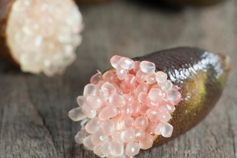 Finger Lime