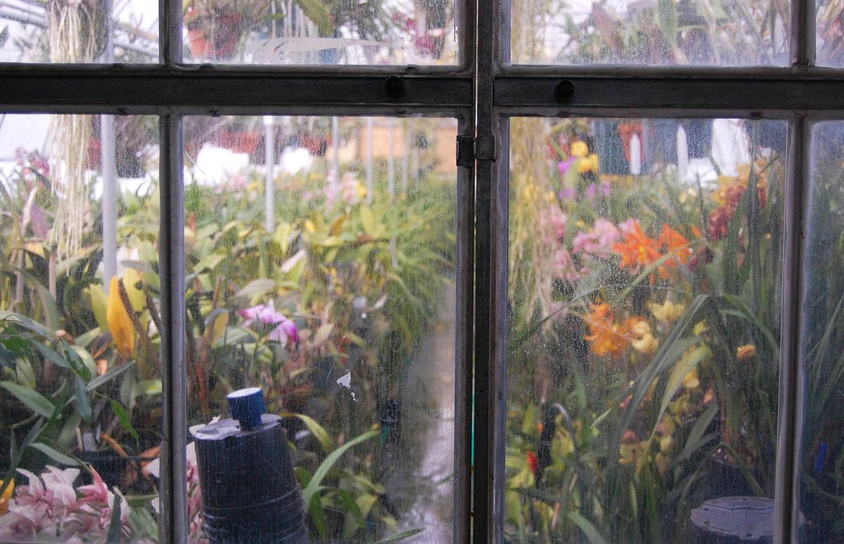 Waldor grows all sorts of orchids, not just the popular phals.