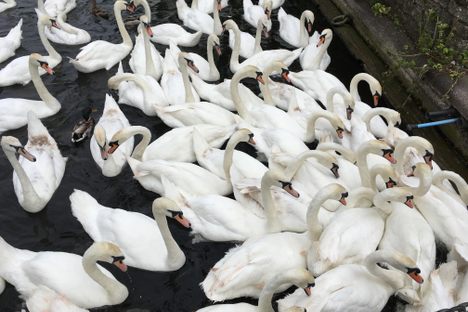 Amazing swans.