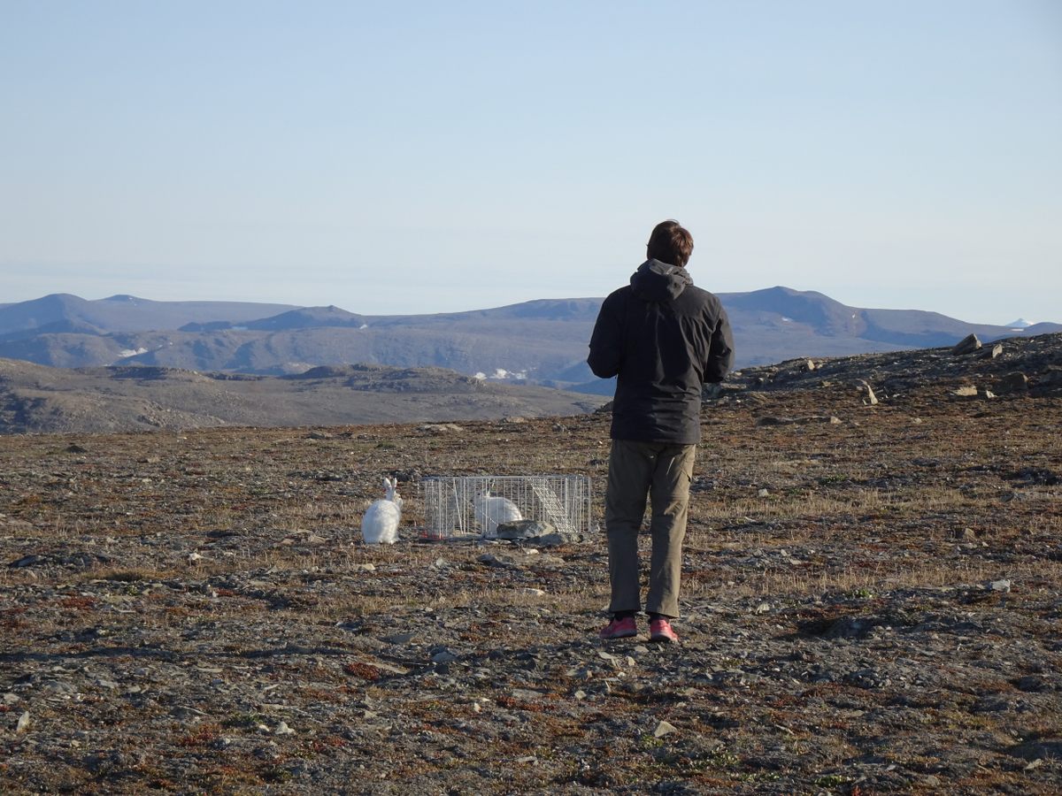 Team members humanely trapped, collared, and released 25 Arctic hares in 2019. It was the first time individuals of the species were tracked.