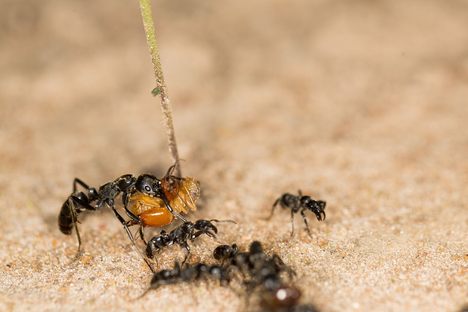 A large Megaponera analis soldier carries a termite, while minors walk next to him. 