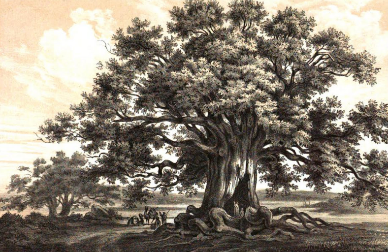 Hump, or tree root? In Mielck's image of baobabs, it's hard to tell.