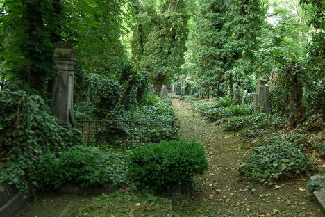 An overgrown path.