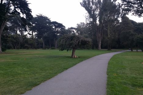 Janis Joplin Tree