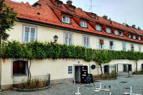 The Old Vine.