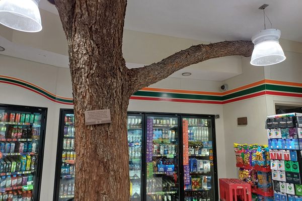 Is the tree in the way of the shop, or was the shop built in the way of tree?