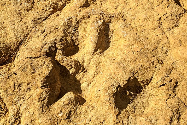 dinosaur footprints border