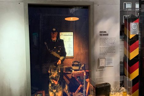 You think this dog knows I am a spy? 