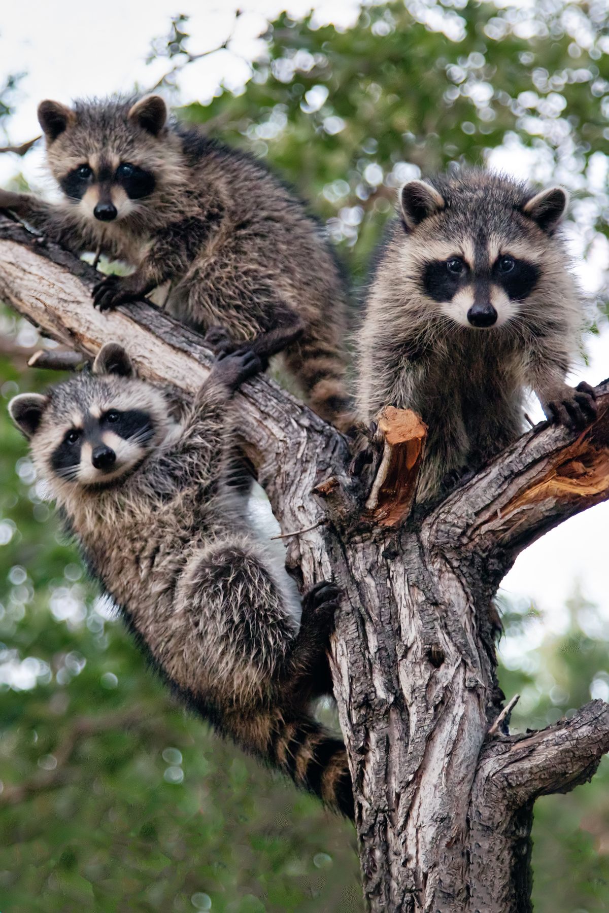 Robert Russell's photograph of three baby raccoons in his backyard in Colorado Springs, Colorado.