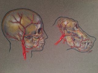 Human vs baboon vasculature
