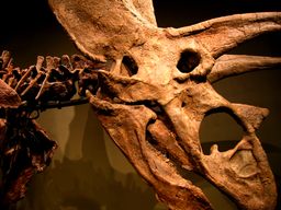 Pentaceratops Skull