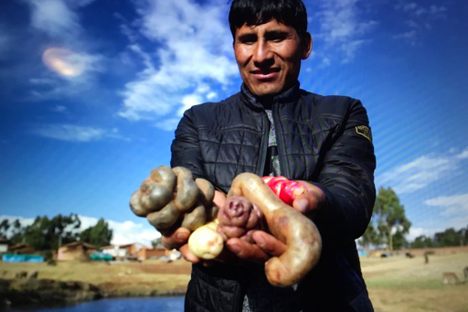 Bravo shows off a collection of cultivated tubers.