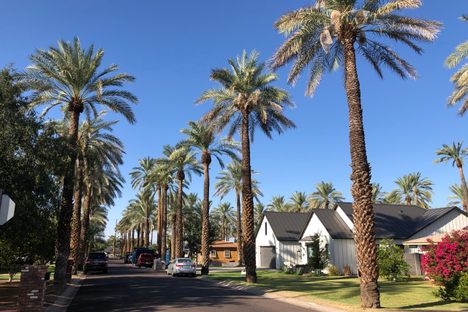 The towering date palms of Mountgrove pre-date the neighborhood. 