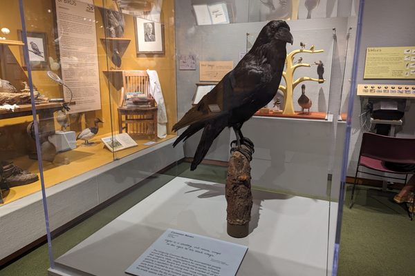 The Whatcom Museum's John M. Edson Hall of Birds houses hundreds of taxidermied specimen, including this raven.