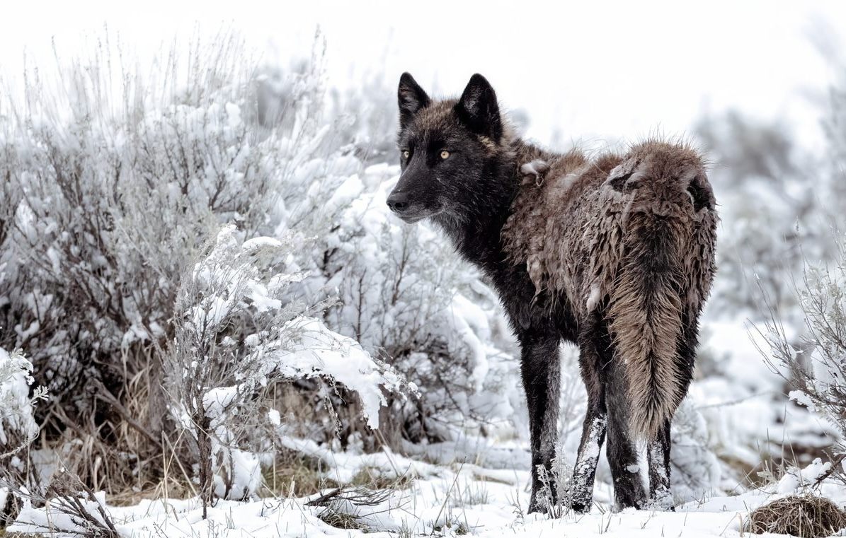 Though they're protected inside the park, wolves can be killed when they cross its borders.