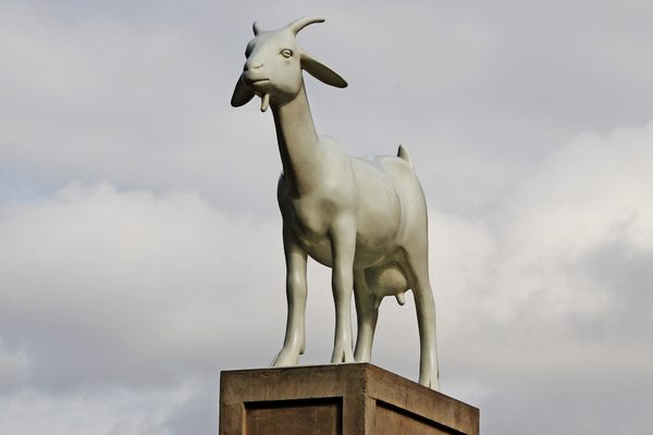 I Goat