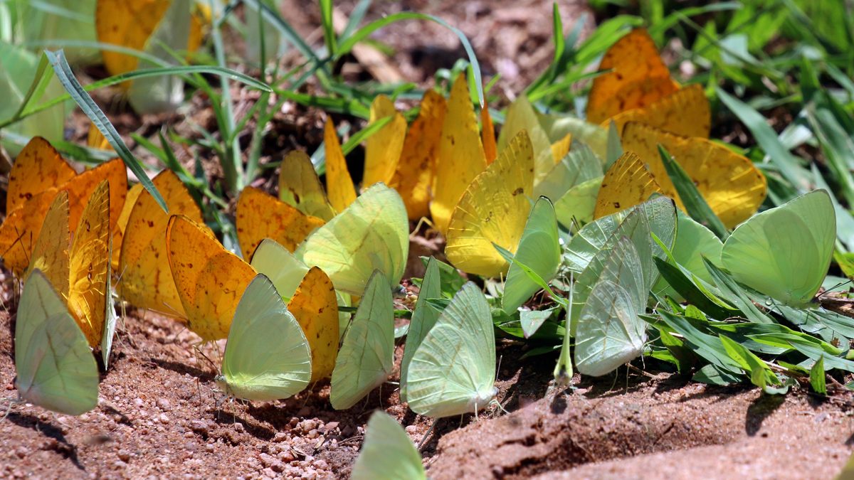Colombia's Magdalena River Valley is home to thousands of butterfly species, many of them sporting brilliant shades of yellow.