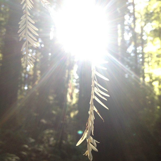 Albino Redwood