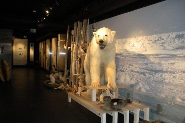 On of the polar bears in the museum.