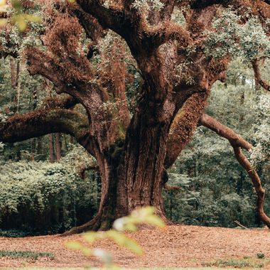 Giant Oak