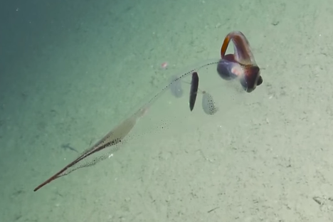 Keep an eye out for the invisible glass squid. 