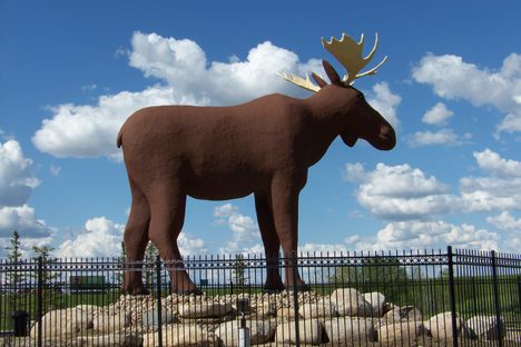 Mac the Moose