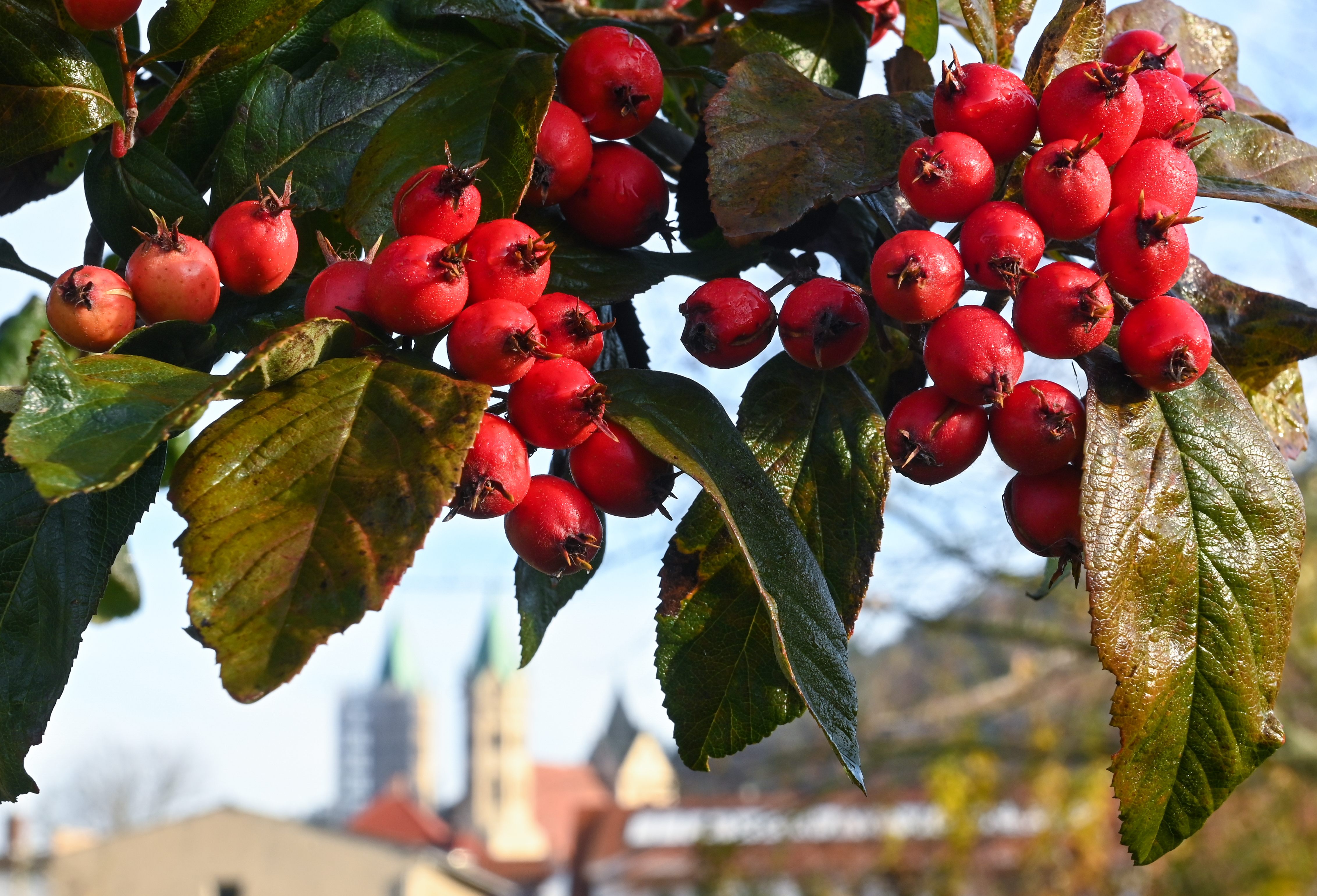 Hawthorn fruits are also known as "May-apples" or "thorn-apples."