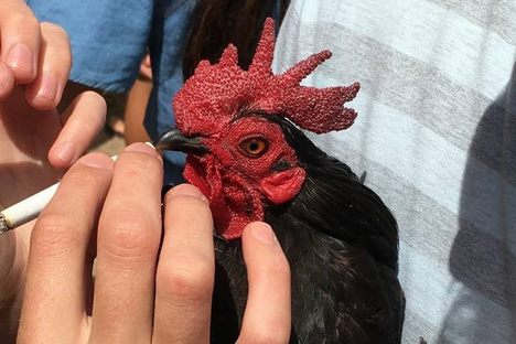 College Partiers Are Being Investigated for Forcing a Rooster to Smoke