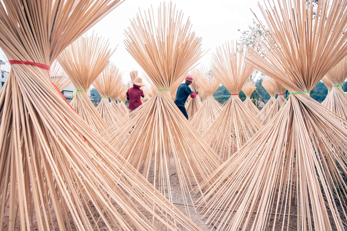 The workers gathered the sticks into clusters as tall as they are.
