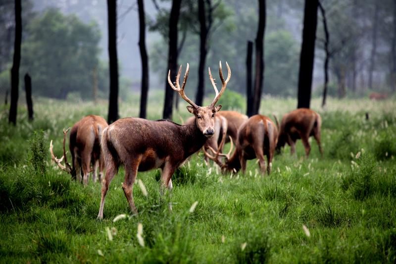 Today nearly 7,000 Père David's deer roam the wetlands of China. 